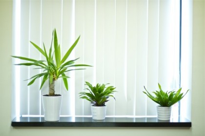Grünpflanzen-Raumteiler: Die Pflanzenwand als Highlight im Büro